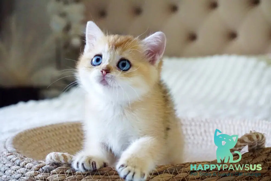 Grayson British Shorthair male black golden shaded with white - live animals