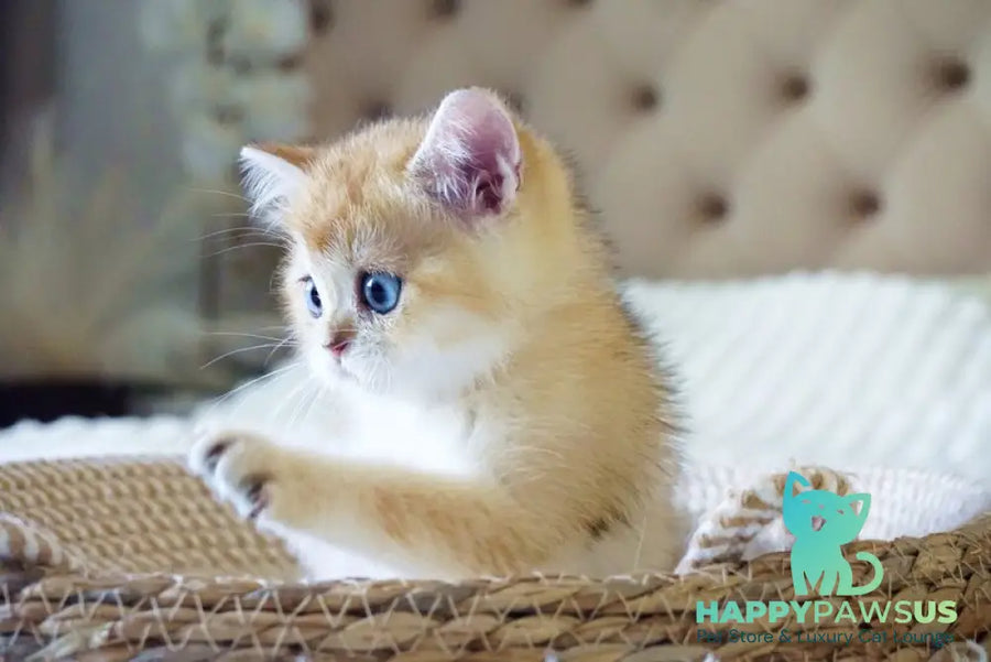 Grayson British Shorthair male black golden shaded with white - live animals