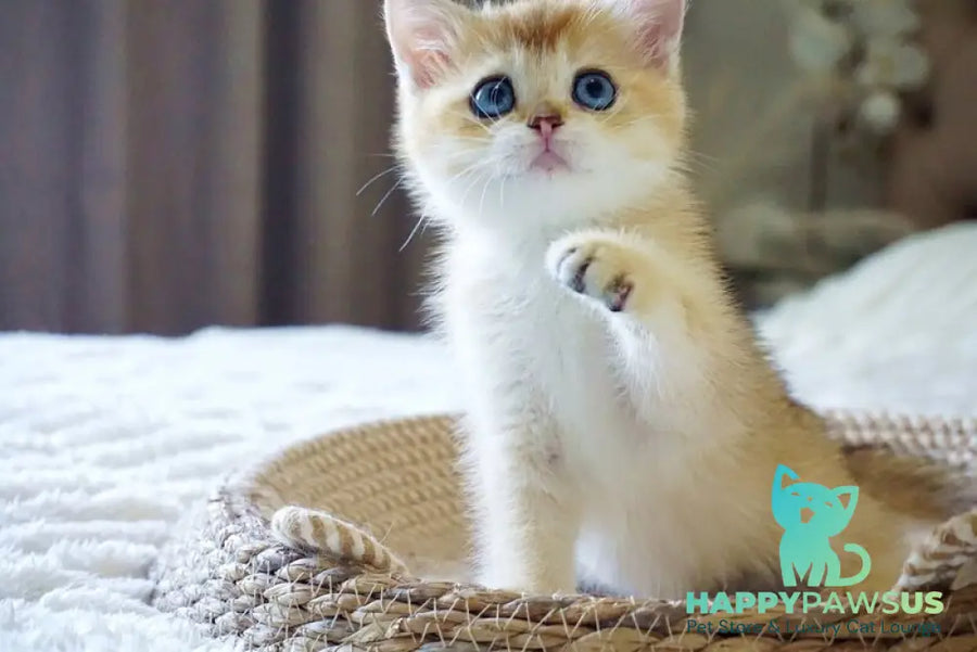 Grayson British Shorthair male black golden shaded with white - live animals