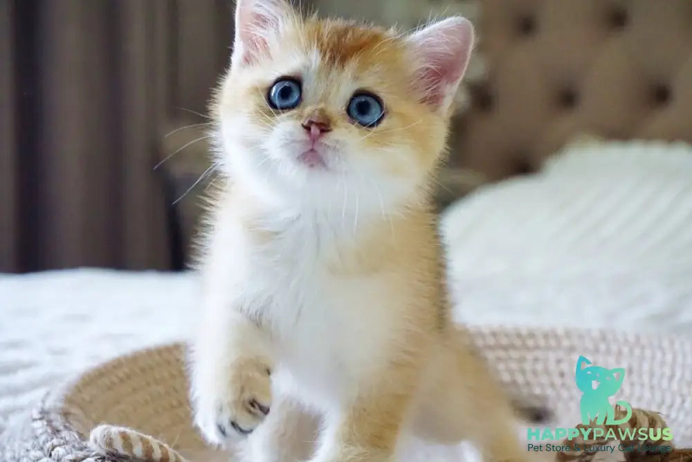 Grayson British Shorthair male black golden shaded with white - live animals
