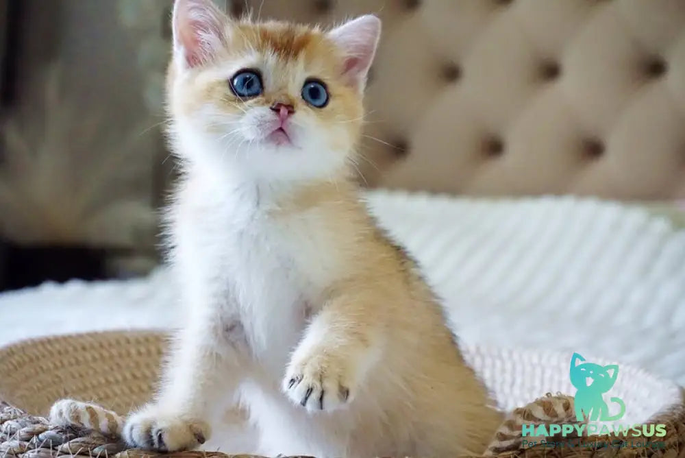 Grayson British Shorthair male black golden shaded with white - live animals