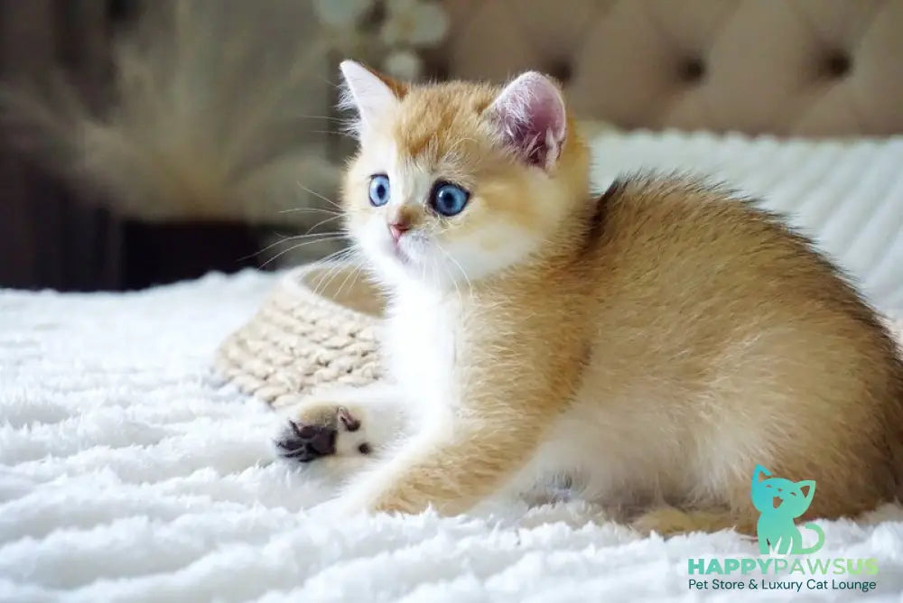 Grayson British Shorthair male black golden shaded with white - live animals