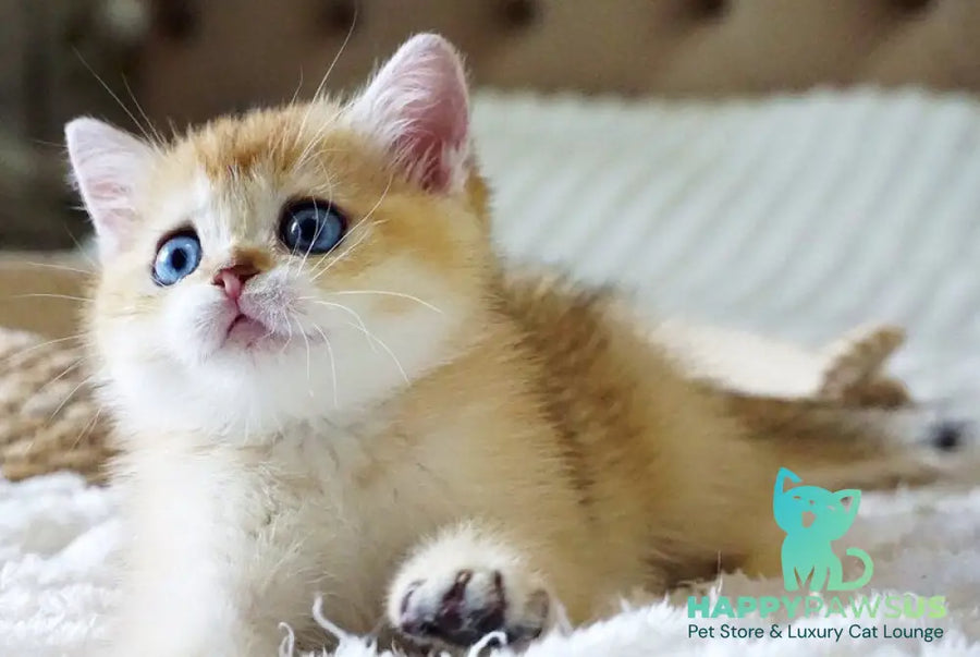 Grayson British Shorthair male black golden shaded with white - live animals