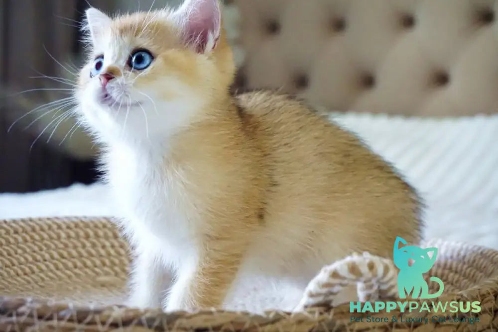 Grayson British Shorthair male black golden shaded with white - live animals