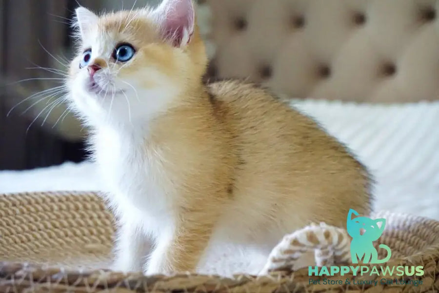 Grayson British Shorthair male black golden shaded with white - live animals