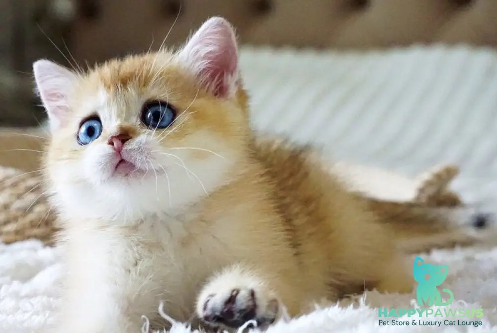 Grayson British Shorthair male black golden shaded with white - live animals