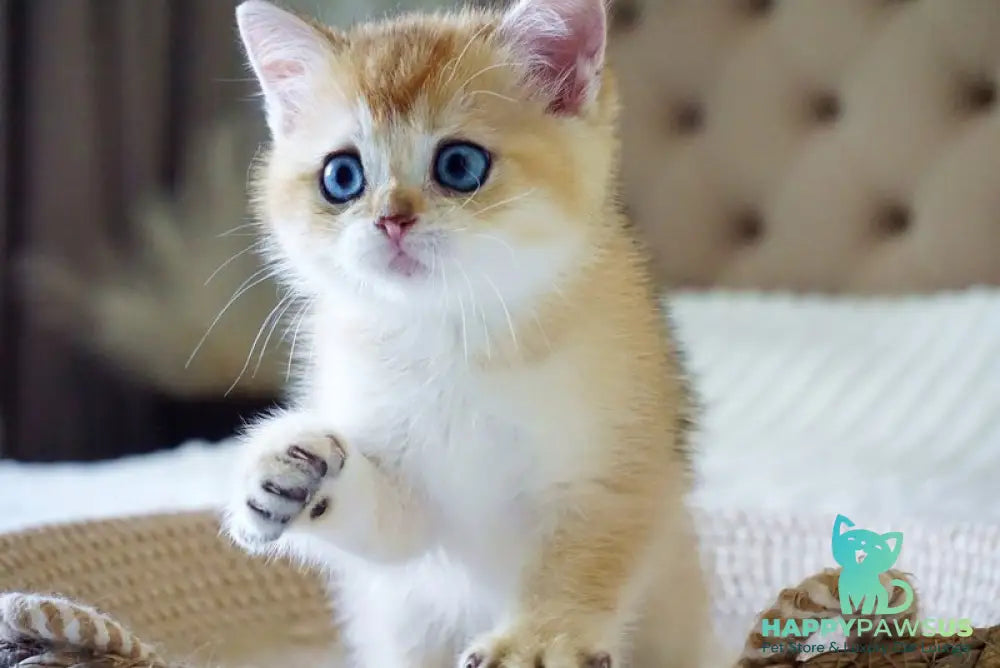Grayson British Shorthair male black golden shaded with white - live animals