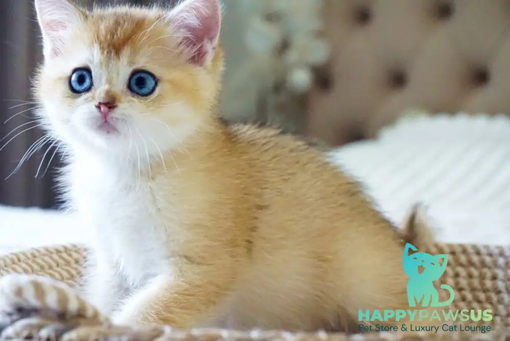 Grayson British Shorthair male black golden shaded with white - live animals