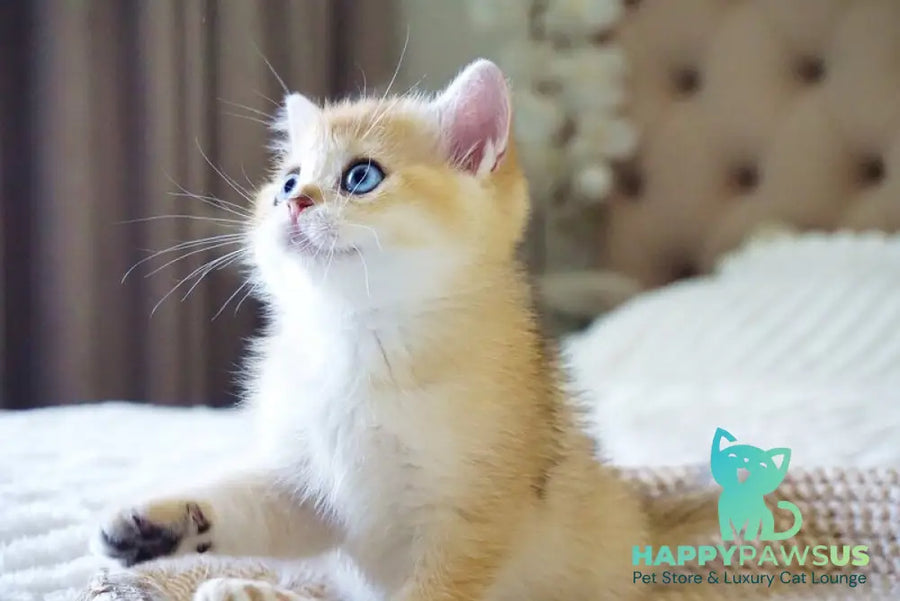 Grayson British Shorthair male black golden shaded with white - live animals