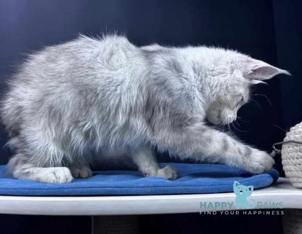 Grayson Maine Coon male blue silver tabby live animals