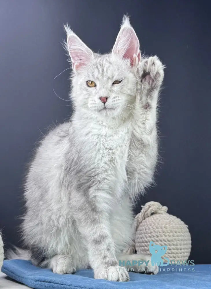 Grayson Maine Coon male blue silver tabby live animals