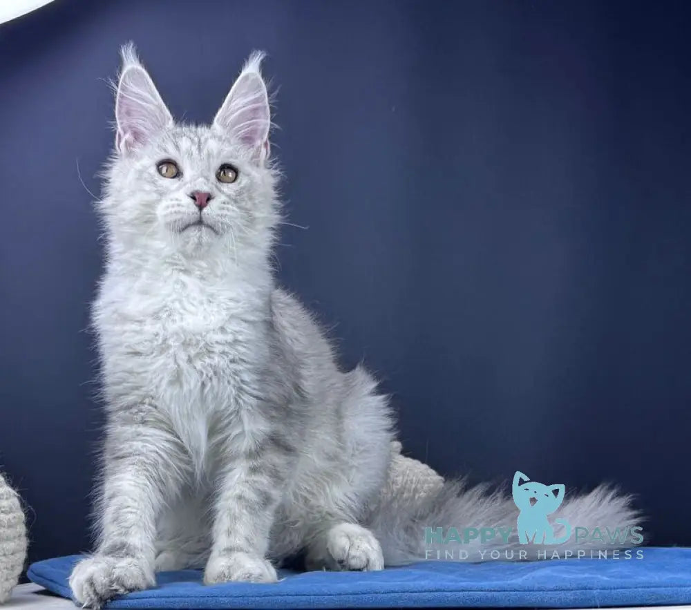 Grayson Maine Coon male blue silver tabby live animals