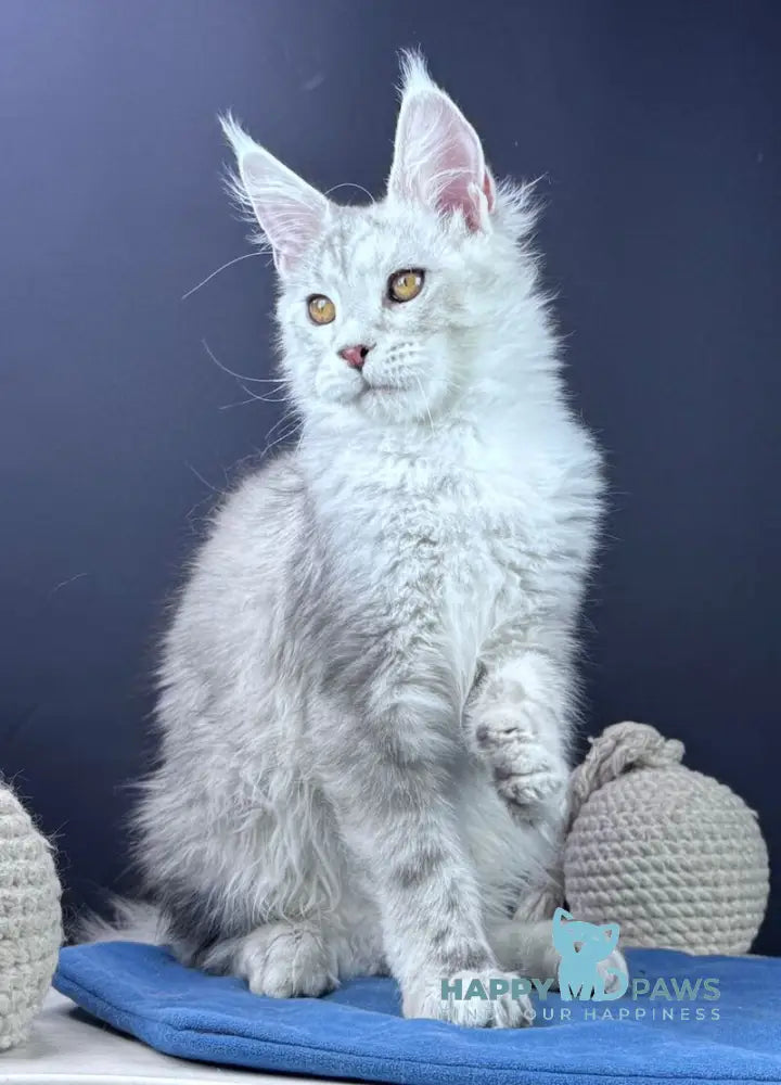 Grayson Maine Coon male blue silver tabby live animals