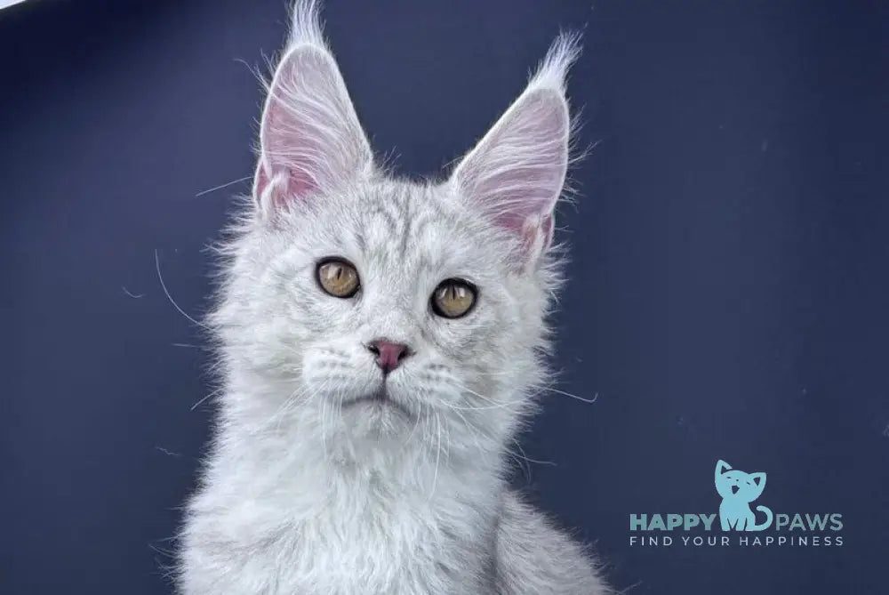 Grayson Maine Coon male blue silver tabby live animals