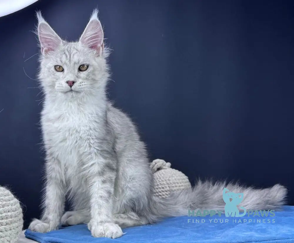 Grayson Maine Coon male blue silver tabby live animals