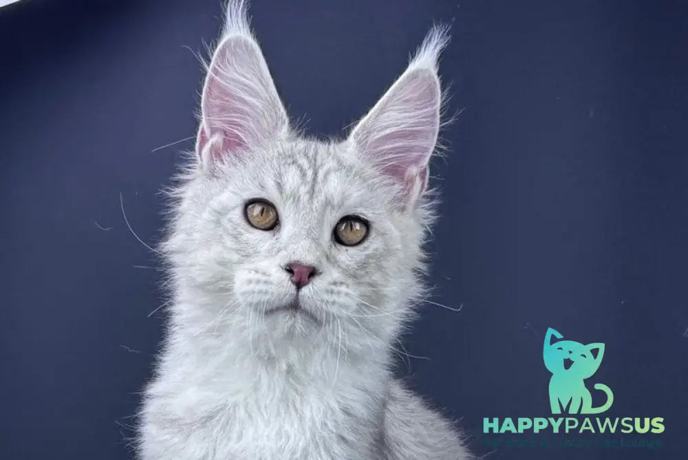 Grayson Maine Coon male blue silver tabby live animals