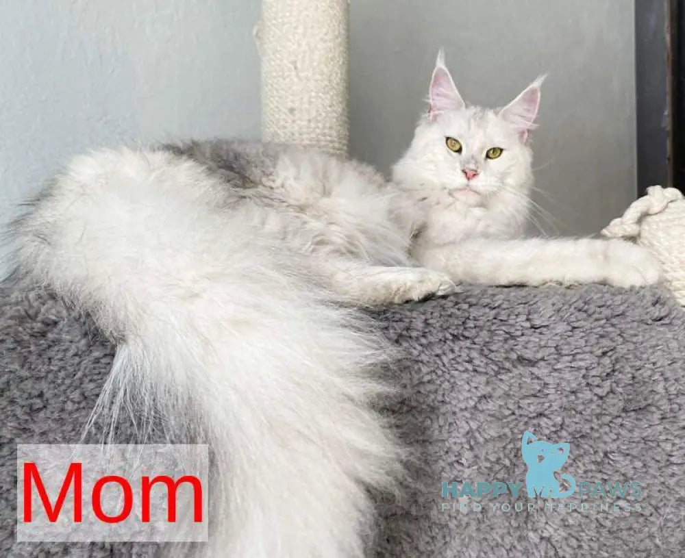 Grayson Maine Coon male blue silver tabby live animals