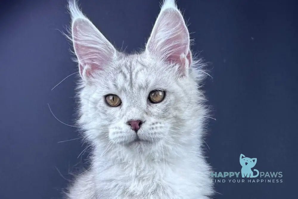 Grayson Maine Coon male blue silver tabby live animals