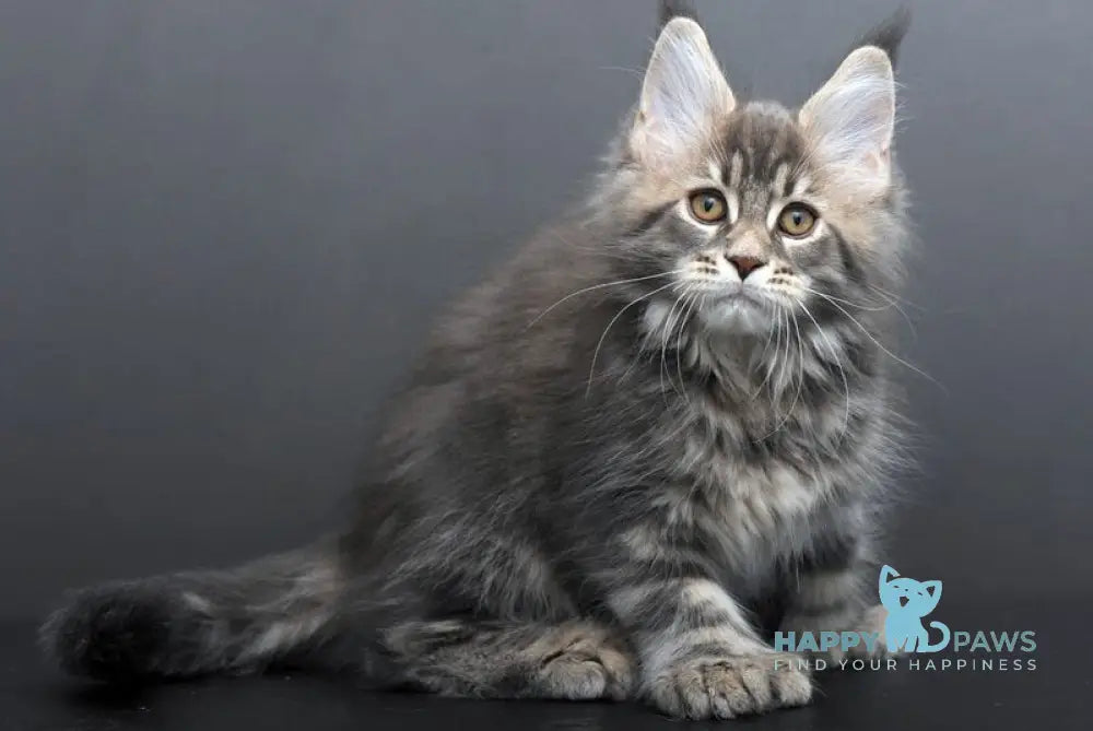 Gregory Maine Coon male blue tabby live animals