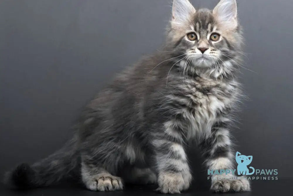 Gregory Maine Coon male blue tabby live animals