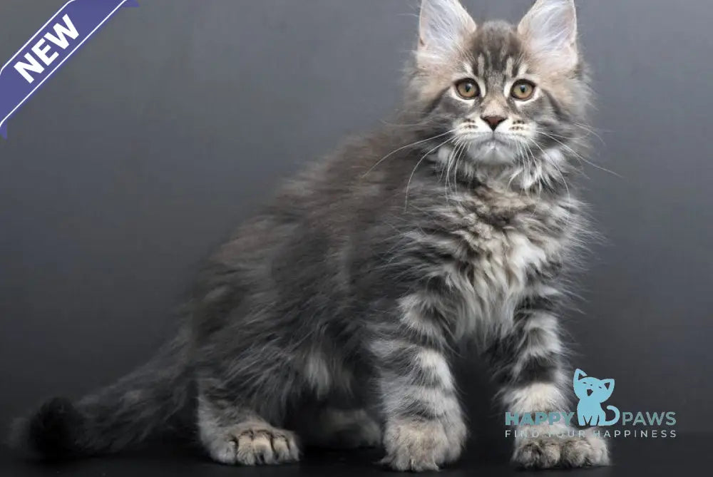 Gregory Maine Coon male blue tabby live animals