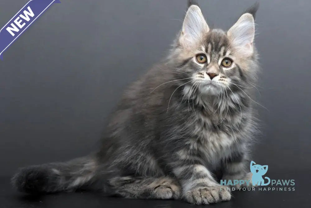 Gregory Maine Coon male blue tabby live animals