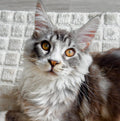 Grekys F.
