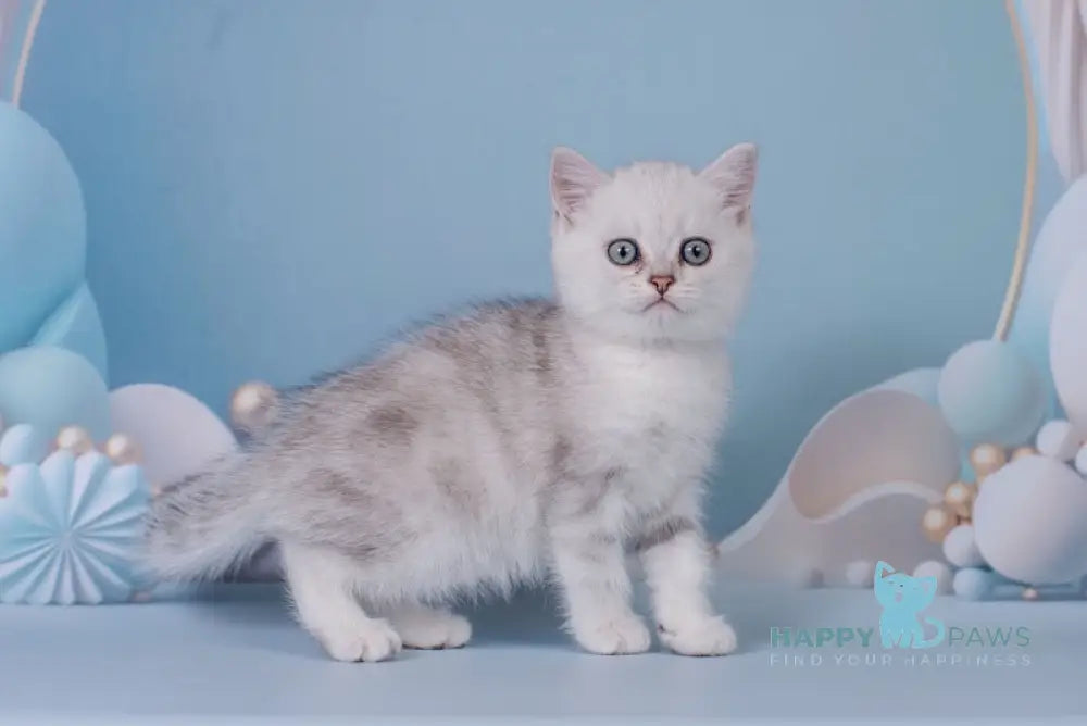 Gressi Scottish Straight female black silver shaded live animals