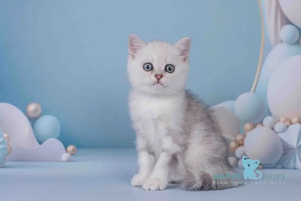 Gressi Scottish Straight female black silver shaded live animals