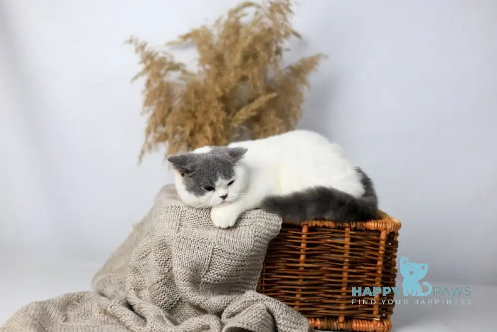 Greta British Shorthair female blue harlequin live animals