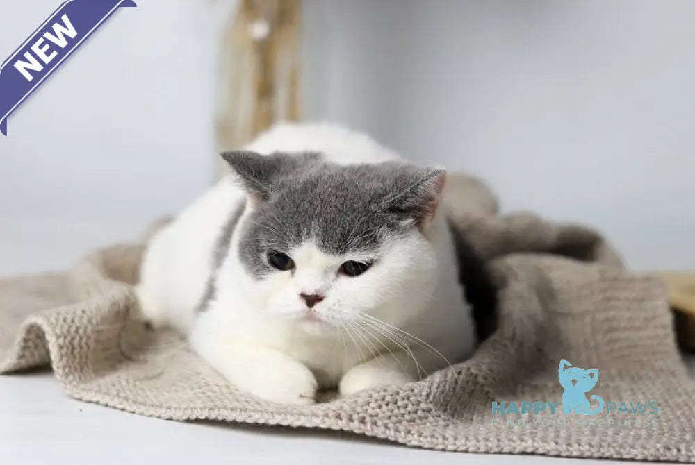 Greta British Shorthair female blue harlequin live animals
