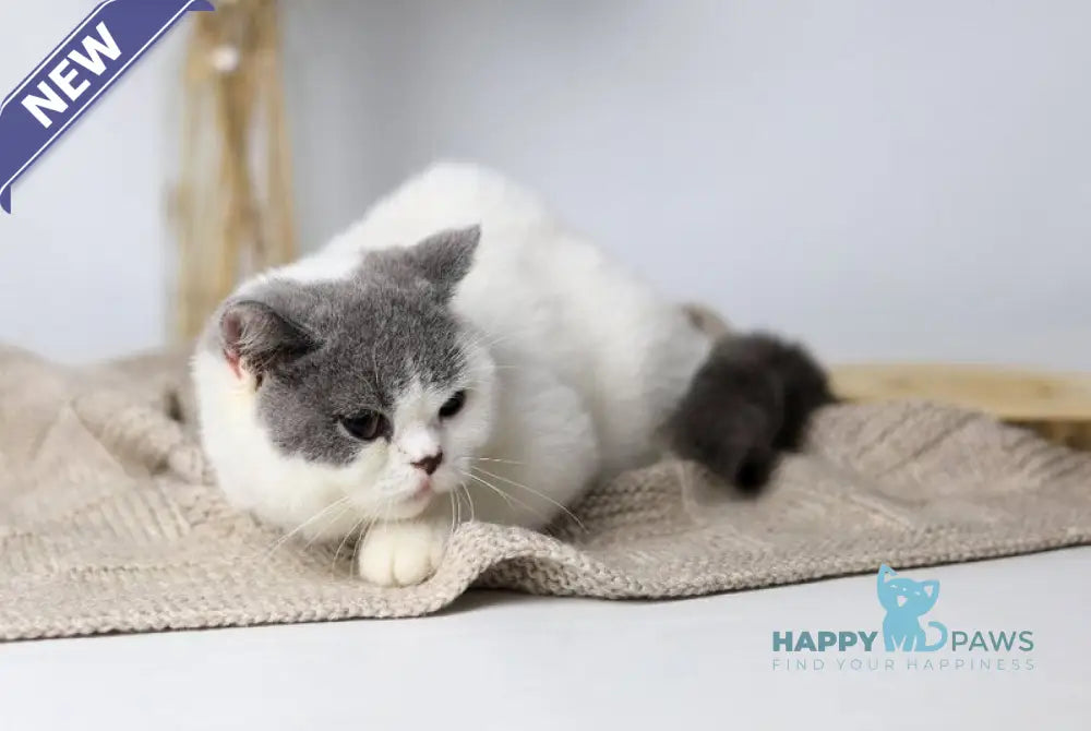 Greta British Shorthair female blue harlequin live animals