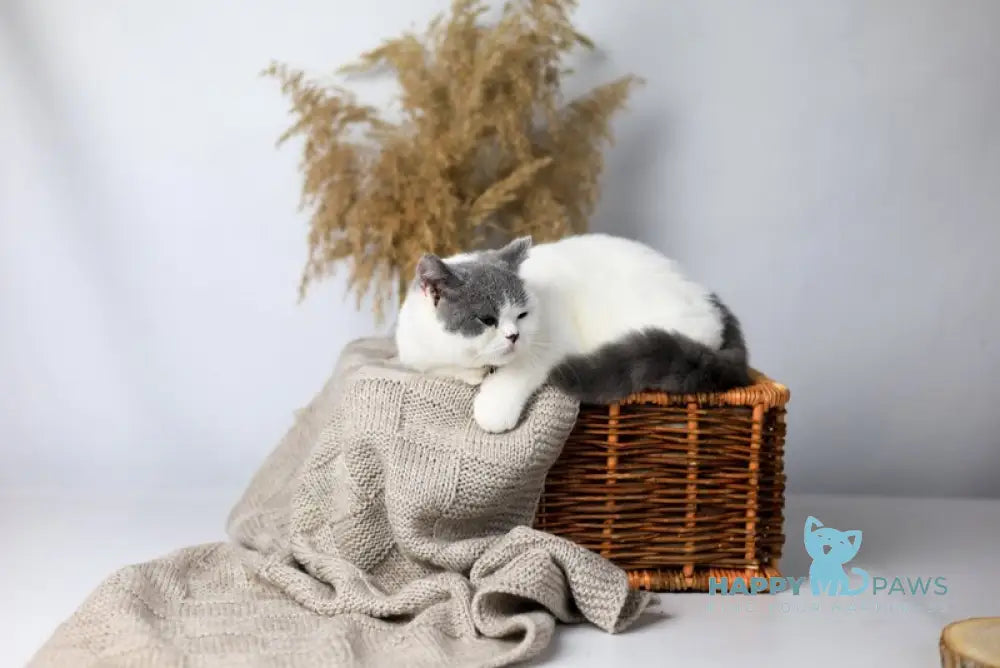 Greta British Shorthair female blue harlequin live animals