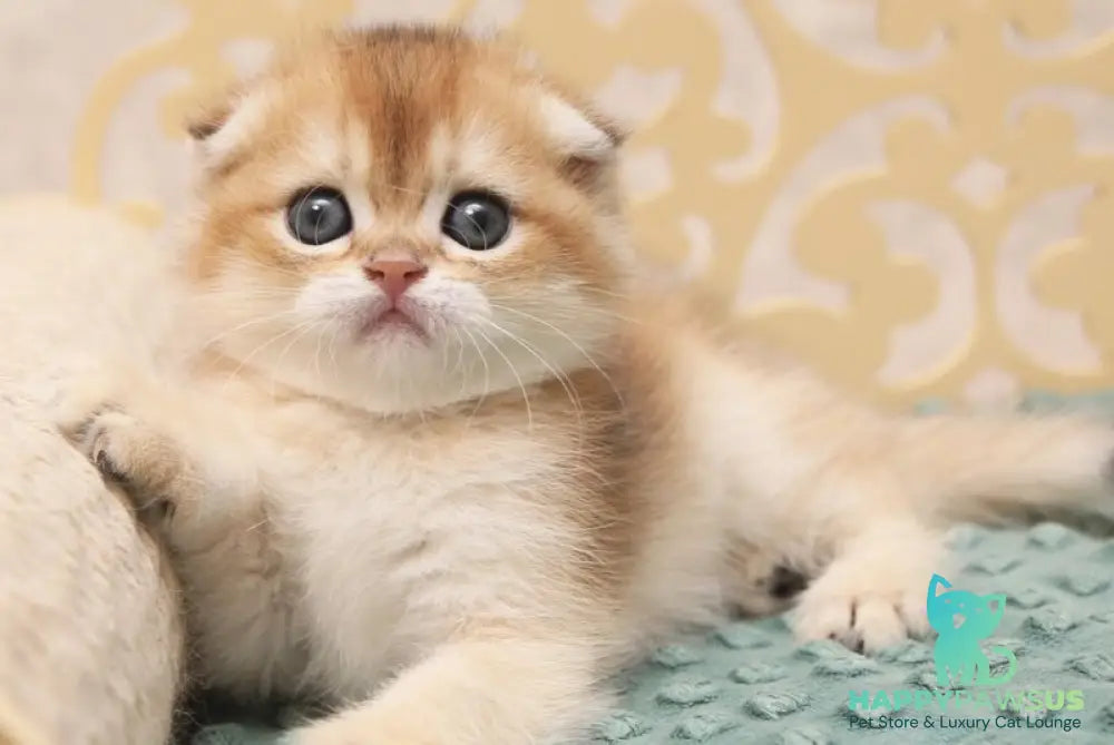 Greta Scottish Fold female black golden shaded - live animals