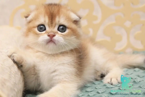 Greta Scottish Fold female black golden shaded - live animals