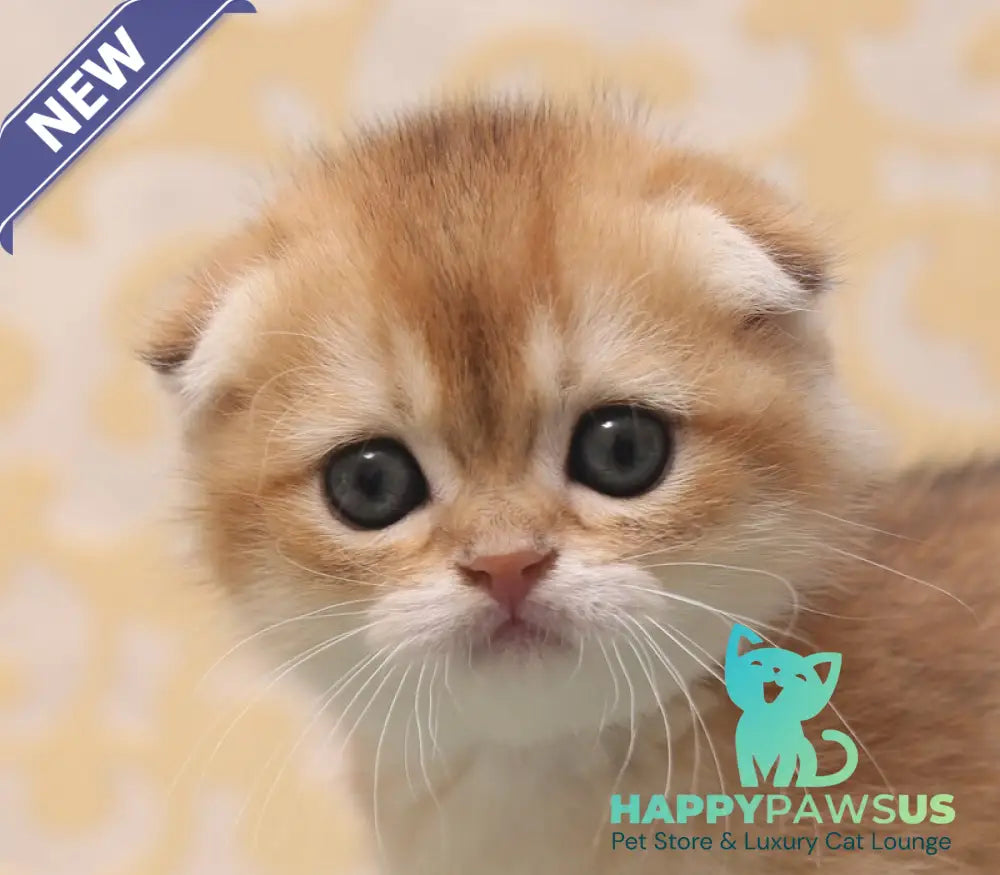 Greta Scottish Fold female black golden shaded - live animals