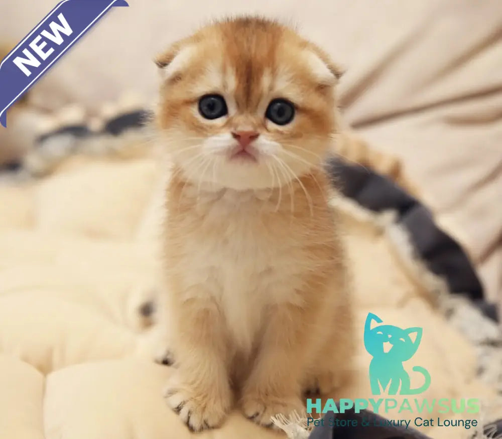 Greta Scottish Fold female black golden shaded - live animals