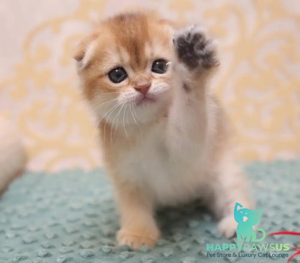 Greta Scottish Fold female black golden shaded - live animals