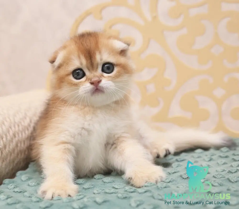 Greta Scottish Fold female black golden shaded - live animals