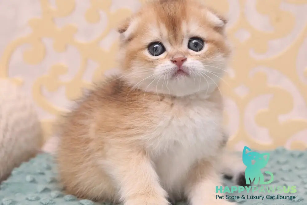 Greta Scottish Fold female black golden shaded - live animals