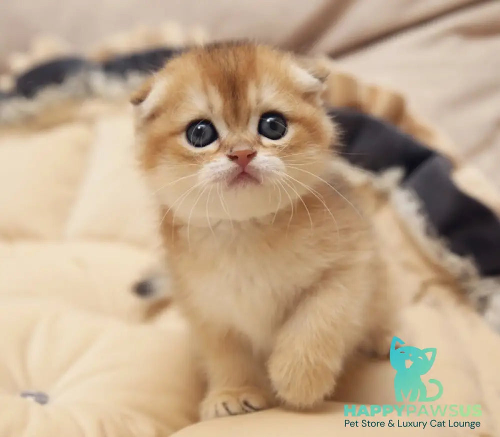 Greta Scottish Fold female black golden shaded - live animals