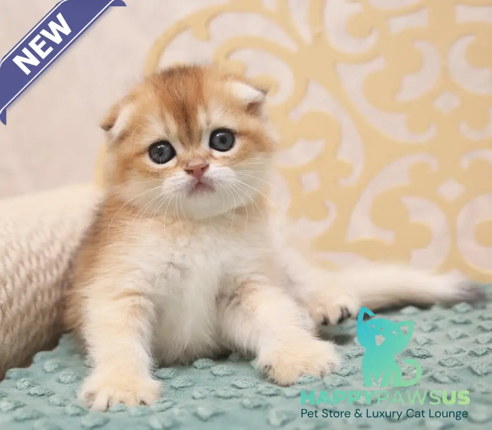 Greta Scottish Fold female black golden shaded - live animals