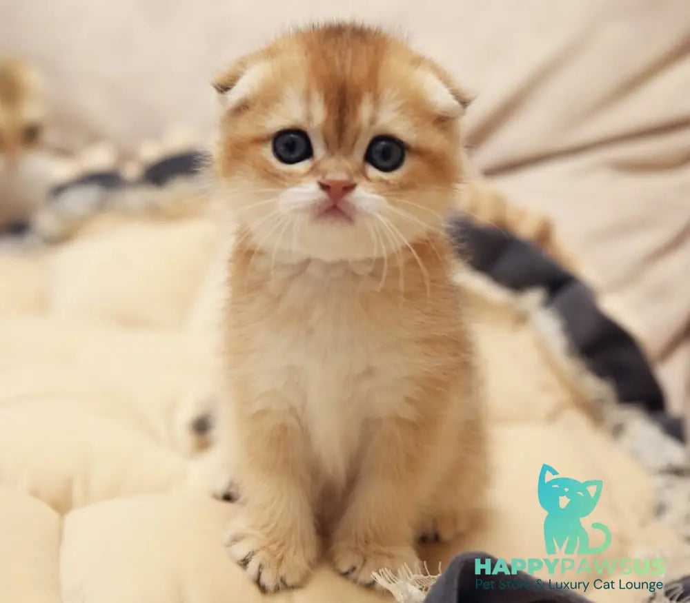 Greta Scottish Fold female black golden shaded - live animals