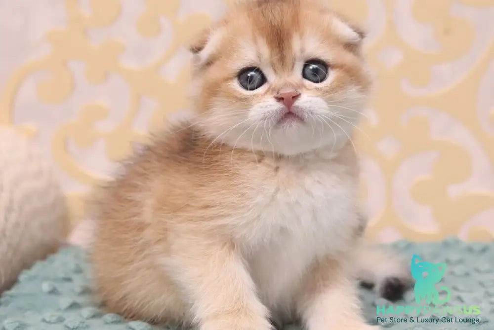 Greta Scottish Fold female black golden shaded - live animals