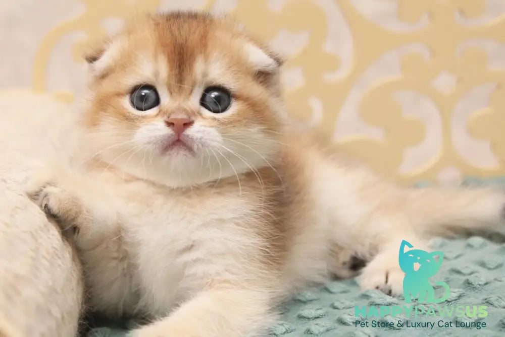 Greta Scottish Fold female black golden shaded - live animals