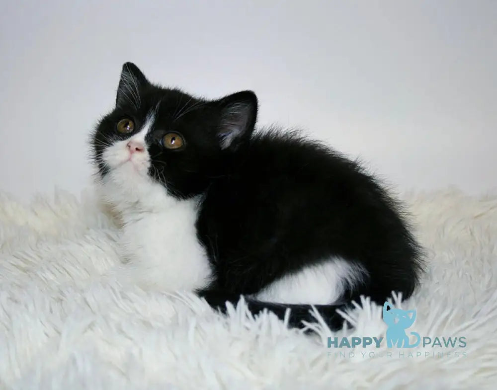 Gretal British Shorthair female black bicolour