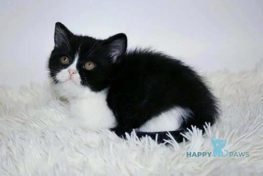 Gretal British Shorthair female black bicolour