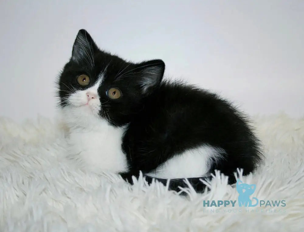 Gretal British Shorthair female black bicolour