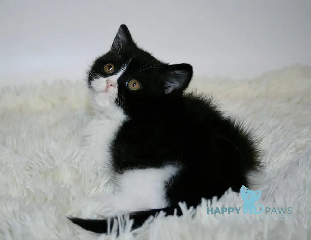 Gretal British Shorthair female black bicolour