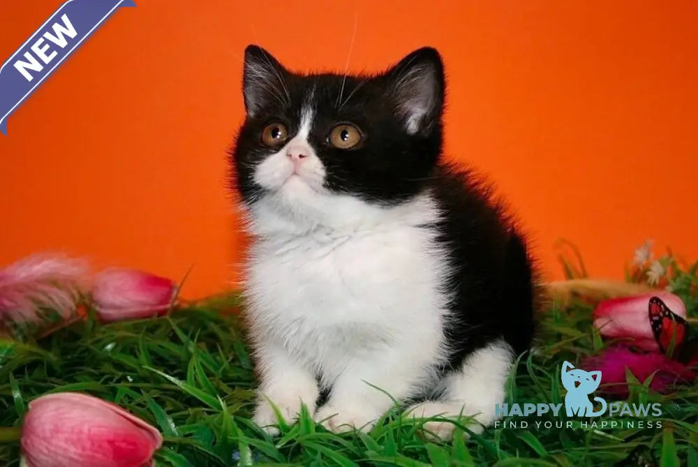 Gretel British Shorthair female black bicolour live animals
